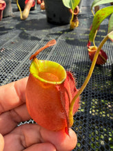 Load image into Gallery viewer, N. ampullaria x bicalcarata - Specimen 3