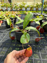 Load image into Gallery viewer, N. ampullaria x bicalcarata - Specimen 3