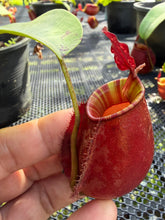 Load image into Gallery viewer, N. ampullaria x bicalcarata - Specimen 4