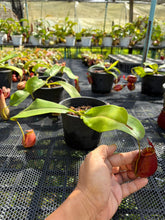 Load image into Gallery viewer, N. ampullaria x bicalcarata - Specimen 4