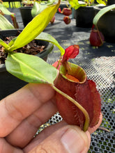 Load image into Gallery viewer, N. ampullaria x bicalcarata - Specimen 5