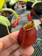 Load image into Gallery viewer, N. ampullaria x bicalcarata - Specimen 5