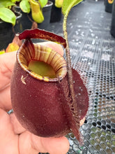 Load image into Gallery viewer, N. bicalcarata x ampullaria 'Black Miracle' - Specimen 1