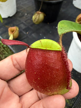 Load image into Gallery viewer, N. ampullaria - Specimen 53
