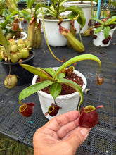 Load image into Gallery viewer, N. ampullaria - Specimen 55