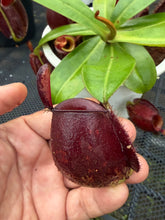Load image into Gallery viewer, N. ampullaria - Specimen 56