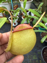 Load image into Gallery viewer, N. ampullaria - Specimen 57