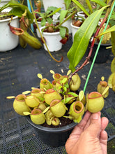Load image into Gallery viewer, N. ampullaria - Specimen 57