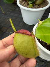 Load image into Gallery viewer, N. ampullaria - Specimen 58 - Hot Lips