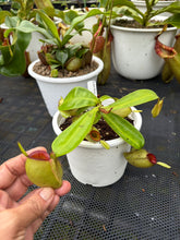 Load image into Gallery viewer, N. ampullaria - Specimen 58 - Hot Lips