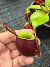 Load image into Gallery viewer, N. ampullaria - Specimen 59