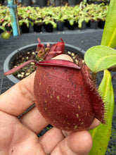 Load image into Gallery viewer, N. ampullaria - Specimen 61