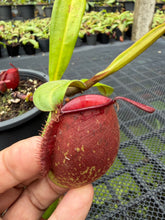 Load image into Gallery viewer, N. ampullaria - Specimen 61