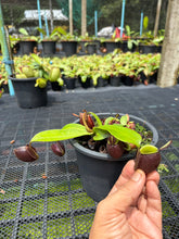 Load image into Gallery viewer, N. ampullaria - Specimen 63