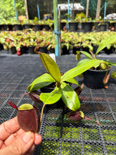 Load image into Gallery viewer, N. ampullaria - Specimen 64