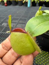 Load image into Gallery viewer, N. ampullaria - Specimen 65 - Hot Lips
