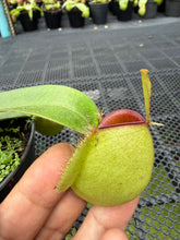 Load image into Gallery viewer, N. ampullaria - Specimen 65 - Hot Lips