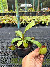 Load image into Gallery viewer, N. ampullaria - Specimen 65 - Hot Lips