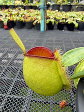 Load image into Gallery viewer, N. ampullaria - Specimen 66 - Hot Lips