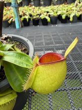 Load image into Gallery viewer, N. ampullaria - Specimen 66 - Hot Lips