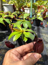 Load image into Gallery viewer, N. bicalcarata x ampullaria 'Black Miracle' - Specimen 3
