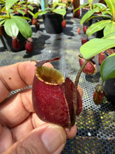 Load image into Gallery viewer, N. bicalcarata x ampullaria 'Black Miracle' - Specimen 4