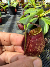 Load image into Gallery viewer, N. bicalcarata x ampullaria 'Black Miracle' - Specimen 4