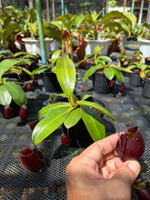 Load image into Gallery viewer, N. bicalcarata x ampullaria 'Black Miracle' - Specimen 5