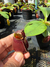 Load image into Gallery viewer, N. bicalcarata x ampullaria 'Black Miracle' - Specimen 6