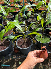 Load image into Gallery viewer, N. bicalcarata - Specimen 1