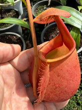 Load image into Gallery viewer, N. bicalcarata - Specimen 2