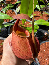 Load image into Gallery viewer, N. bicalcarata - Specimen 3