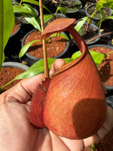Load image into Gallery viewer, N. bicalcarata - Specimen 3