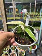 Load image into Gallery viewer, N. gracilis 'Variegated' - Specimen 3
