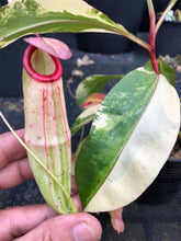 Load image into Gallery viewer, N. mirabilis 'Variegated' - Specimen 2