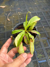 Load image into Gallery viewer, N. mirabilis 'Variegated' - Specimen 2