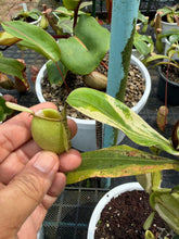 Load image into Gallery viewer, N. ampullaria 'Variegated' - Specimen 1