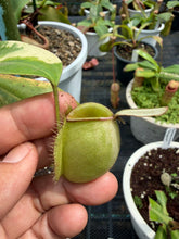 Load image into Gallery viewer, N. ampullaria 'Variegated' - Specimen 1