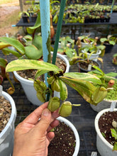 Load image into Gallery viewer, N. ampullaria 'Variegated' - Specimen 1