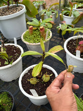 Load image into Gallery viewer, N. ampullaria 'Variegated' - Specimen 2