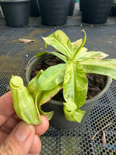 Load image into Gallery viewer, N. mirabilis 'Variegated' - Specimen 3