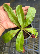 Load image into Gallery viewer, N. mirabilis x ampullaria 'Variegated' - Specimen 1