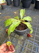 Load image into Gallery viewer, N. mirabilis x ampullaria 'Variegated' - Specimen 1