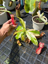 Load image into Gallery viewer, N. gaya 'variegated' - Specimen 1