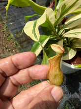Load image into Gallery viewer, N. gaya 'variegated' - Specimen 3