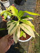 Load image into Gallery viewer, N. gaya 'variegated' - Specimen 3