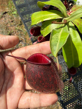 Load image into Gallery viewer, N. ampullaria 'Variegated' - Specimen 3