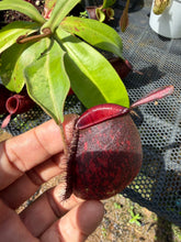 Load image into Gallery viewer, N. ampullaria 'Variegated' - Specimen 3