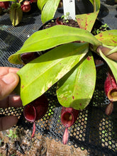 Load image into Gallery viewer, N. ampullaria 'Variegated' - Specimen 3