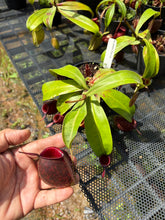 Load image into Gallery viewer, N. ampullaria 'Variegated' - Specimen 3